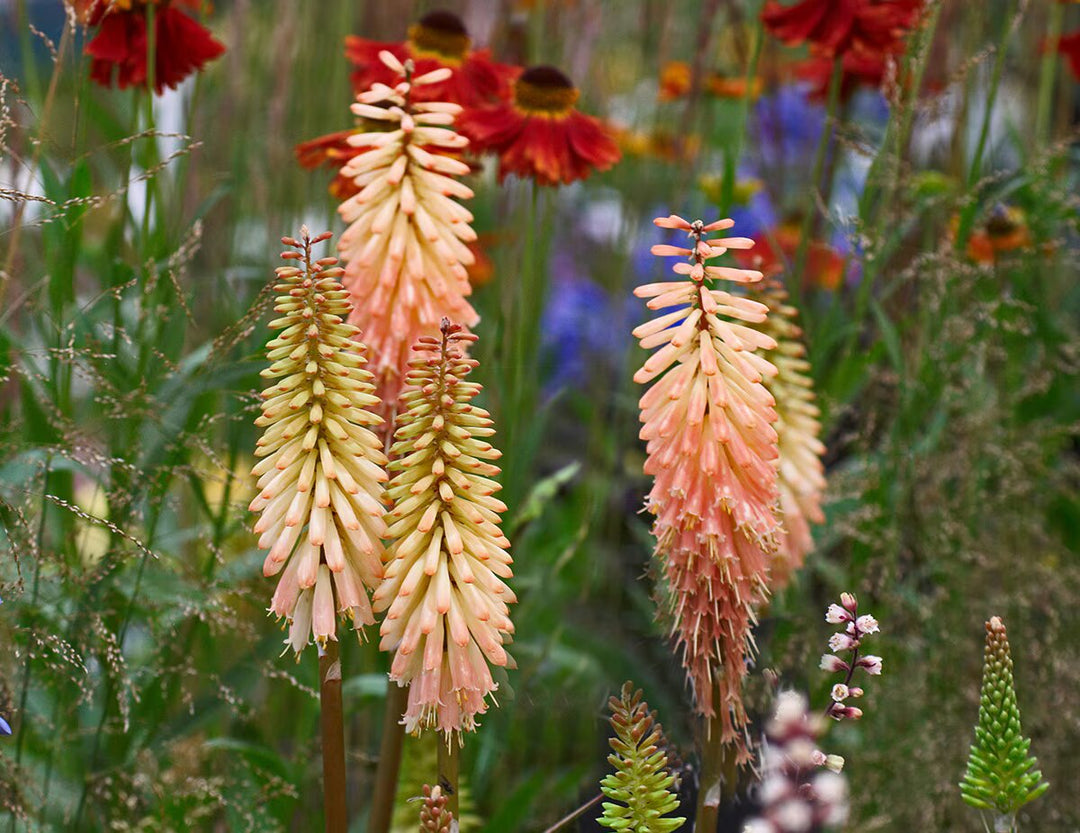 Kniphofia Flower Seeds – Heirloom, Non-GMO, High Germination Organic Garden Seeds for Planting