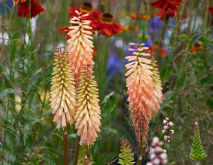 Kniphofia Flower Seeds – Heirloom, Non-GMO, High Germination Organic Garden Seeds for Planting