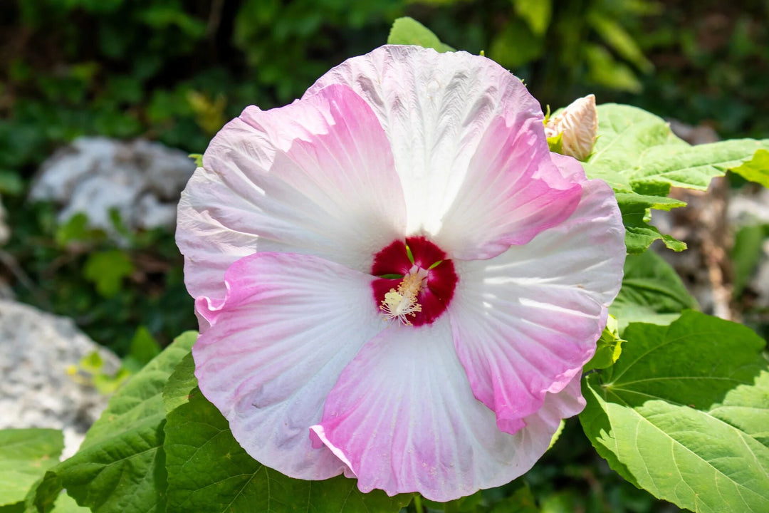 Giant Hibiscus Flower Seeds Pink White – Heirloom Non-GMO High Germination Seeds