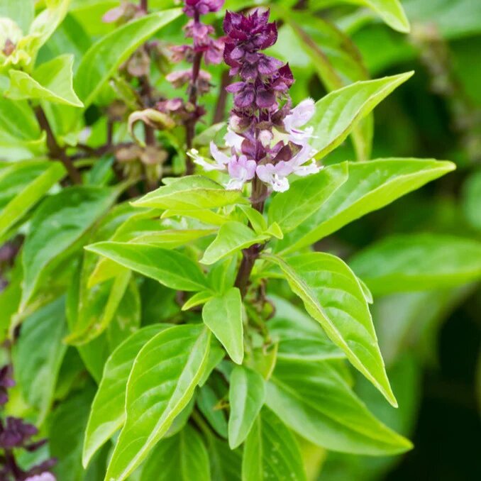 Cinnamon Basil Plant Seeds for Planting – Heirloom Non-GMO High Germination Organic Garden Seeds