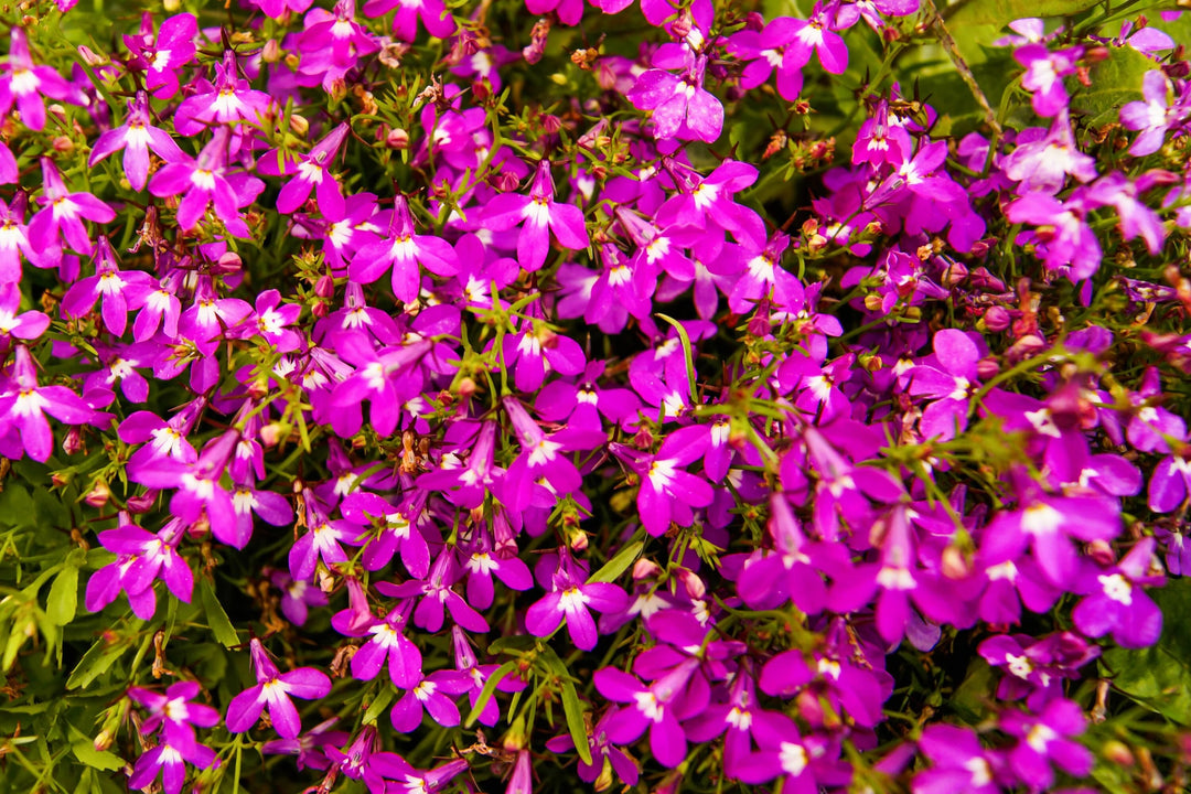 Lobelien Regatta Blumensamen Rosa – Alte Sorte Gentechnikfrei Hohe Keimfähigkeit