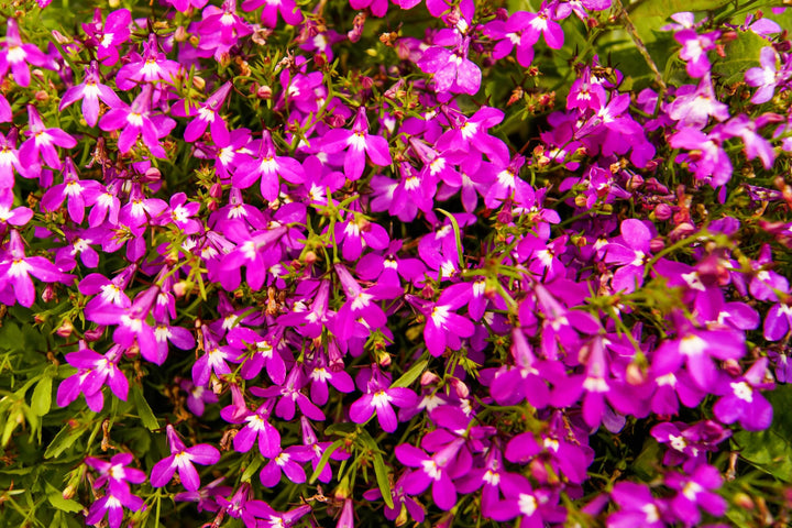 Lobelien Regatta Blumensamen Rosa – Alte Sorte Gentechnikfrei Hohe Keimfähigkeit
