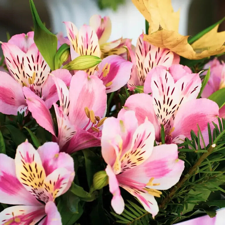 Alstroemeria Flower Seeds for Planting – Heirloom Non-GMO High Germination Organic Garden Seeds
