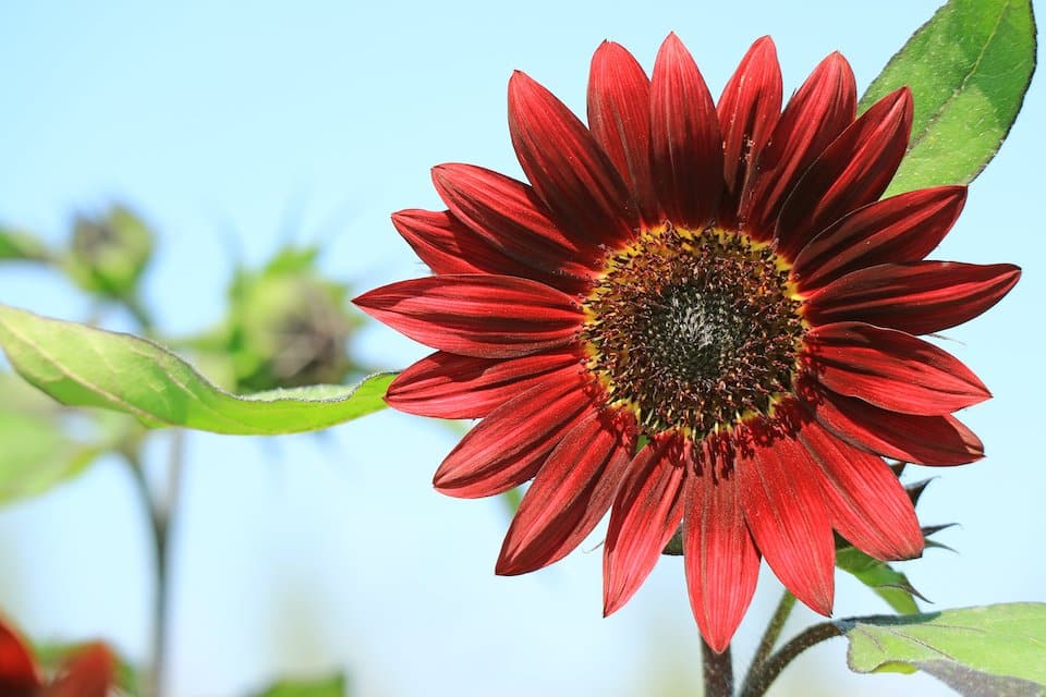 Semillas de flores Heliopsis rojas – Cimera, sin OGM, semillas de alta germinación