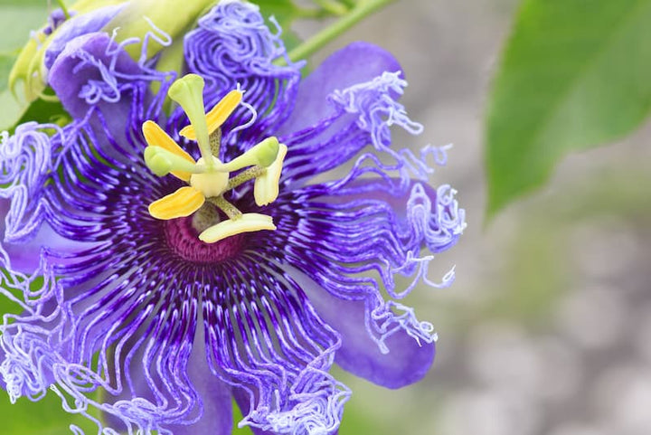 Violet Passiflora Flower Seeds – Heirloom, Non-GMO, High Germination Seeds