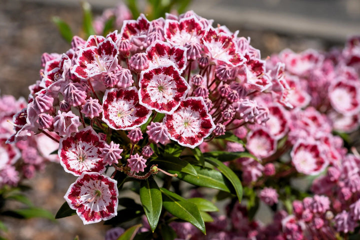 Semillas de Flor Kalmia Latifolia Rojo Rosado – Variedad Antigua, No OGM, Semillas de Alta Germinación
