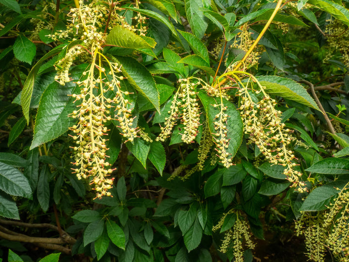 Lirio de los valles, sourwood, oxydendrum arboreum, árbol de miel, bonsái, reliquia, sin OMG, alto