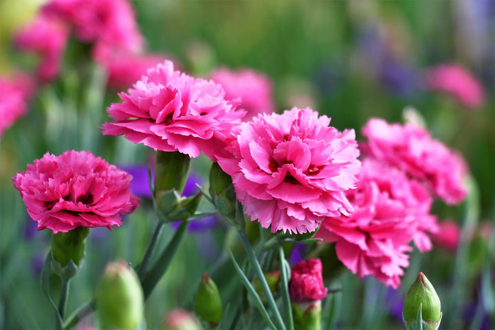 Semillas de Clavel Gigante Rosa – Tradicionales, No Modificadas Genéticamente, de Alta Germinación