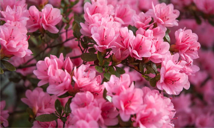 Azaleenblumensamen mehrjährig – alte Sorte, gentechnikfrei, hohe Keimrate Bio-Gartensamen zum Pflanzen