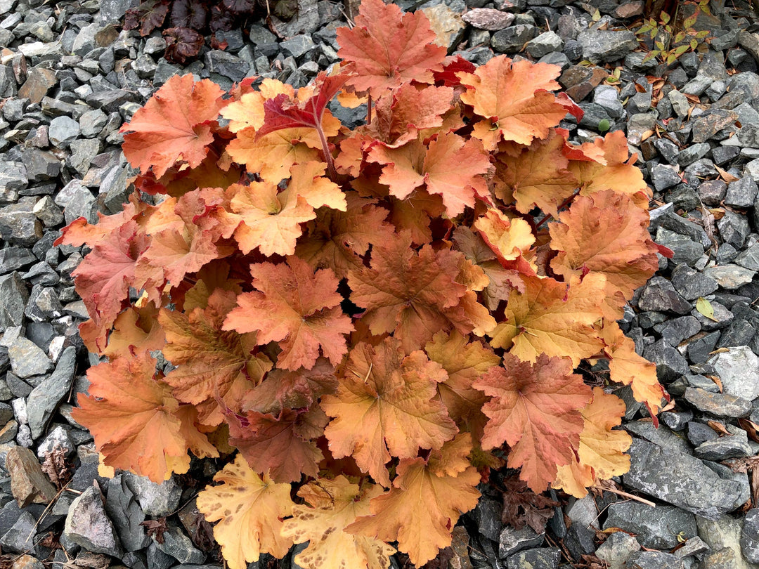 Orange Heuchera Plant Seeds – Heirloom, Non-GMO, High Germination Seeds