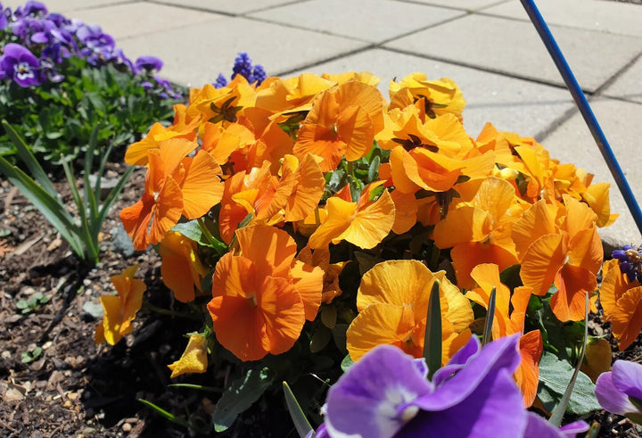 Semillas de flores de pensamiento naranja – Antiguas, sin OMG, semillas de jardín orgánicas de alta germinación para sembrar