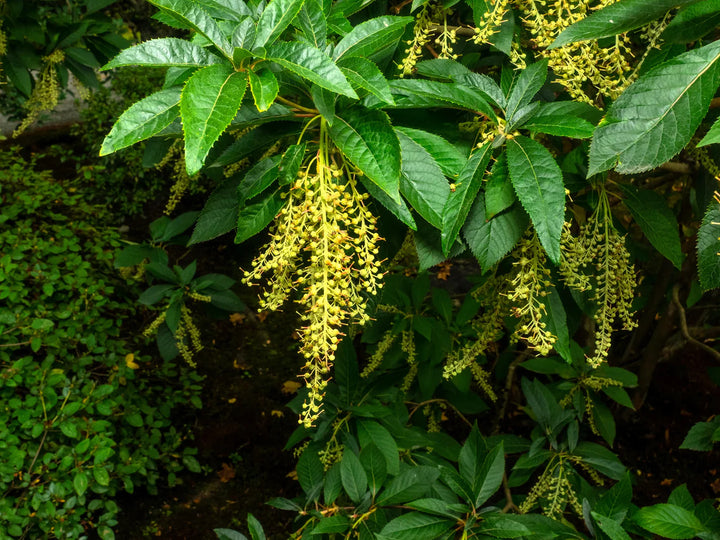 Lirio de los valles, sourwood, oxydendrum arboreum, árbol de miel, bonsái, reliquia, sin OMG, alto