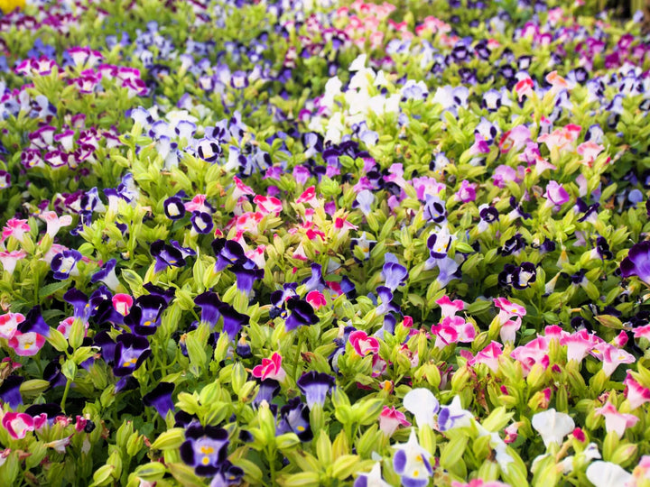 Mixed Torenia Flower Seeds – Heirloom, Non-GMO, High Germination Seeds