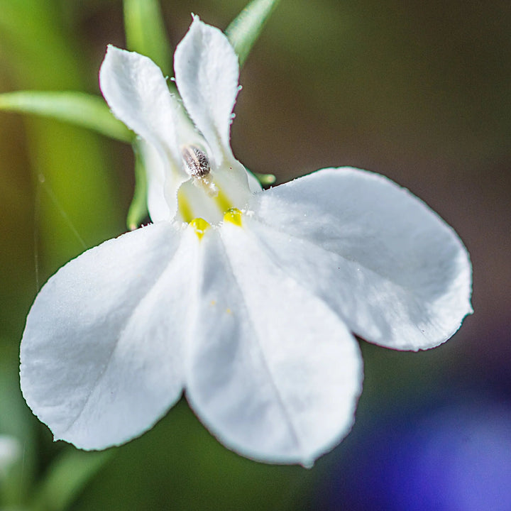Lobelia Regatta Flower Seeds White – Heirloom, Non-GMO, High Germination Seeds