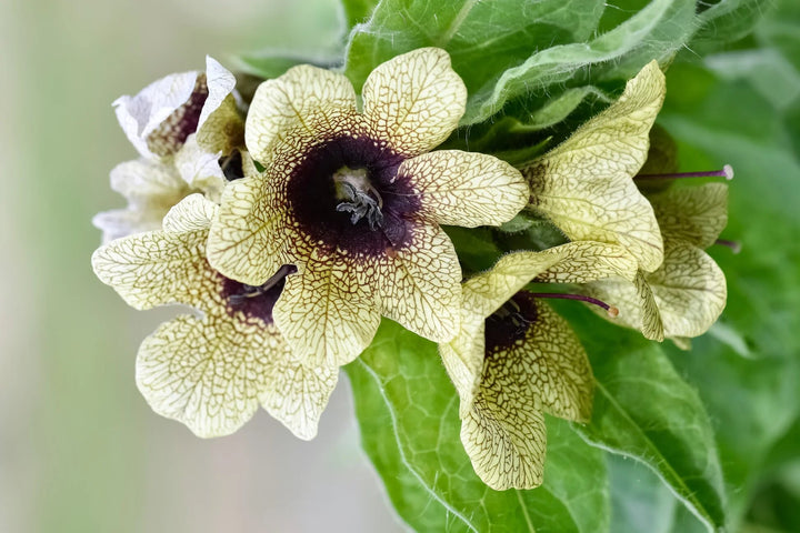 Henbane Flower Seeds Cream – Heirloom, Non-GMO, High Germination Seeds