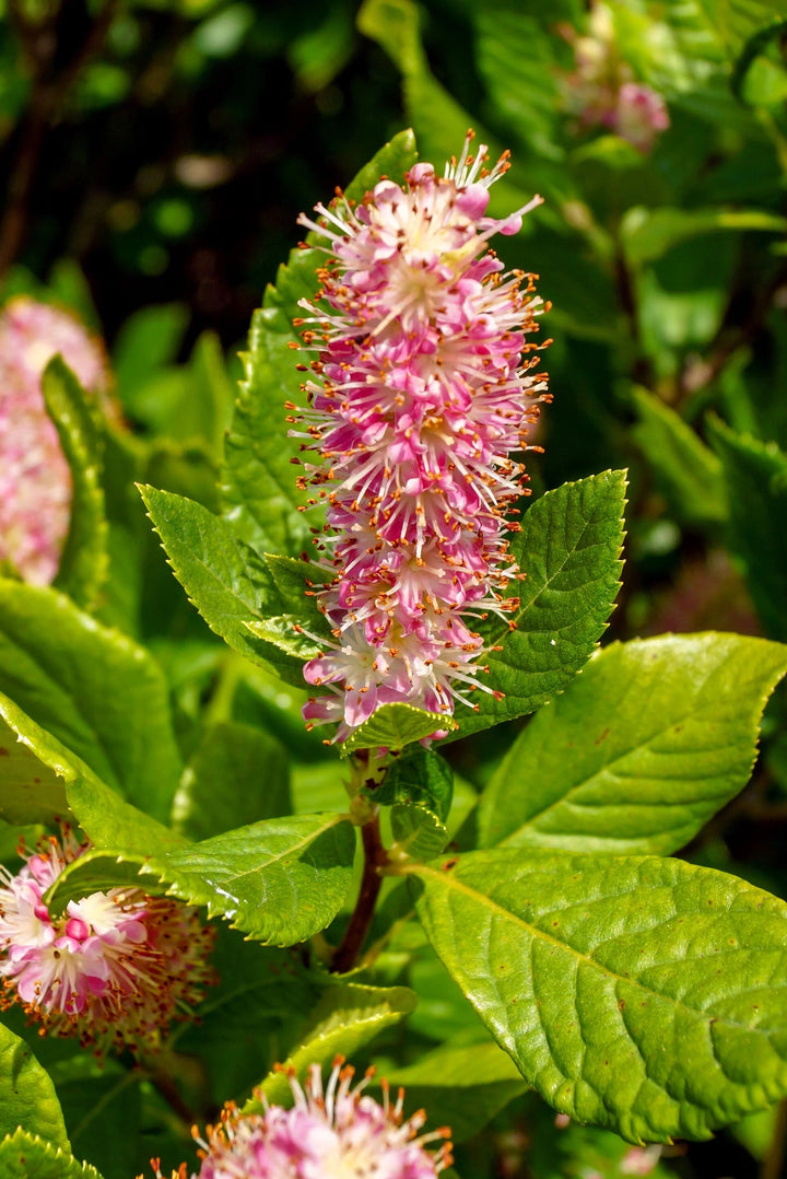 Clethra Alnifolia Rosea Flower Seeds – Heirloom Non-GMO High Germination