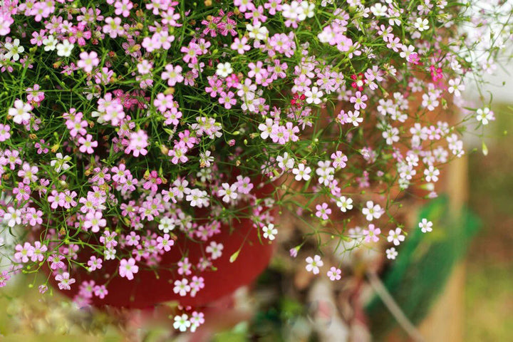 Mixed Gypsophila Flower Seeds – Heirloom, Non-GMO, High Germination Seeds