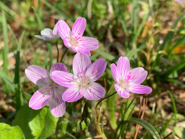 Pink Claytonia Flower Seeds – Heirloom, Non-GMO, High Germination Organic Garden Seeds