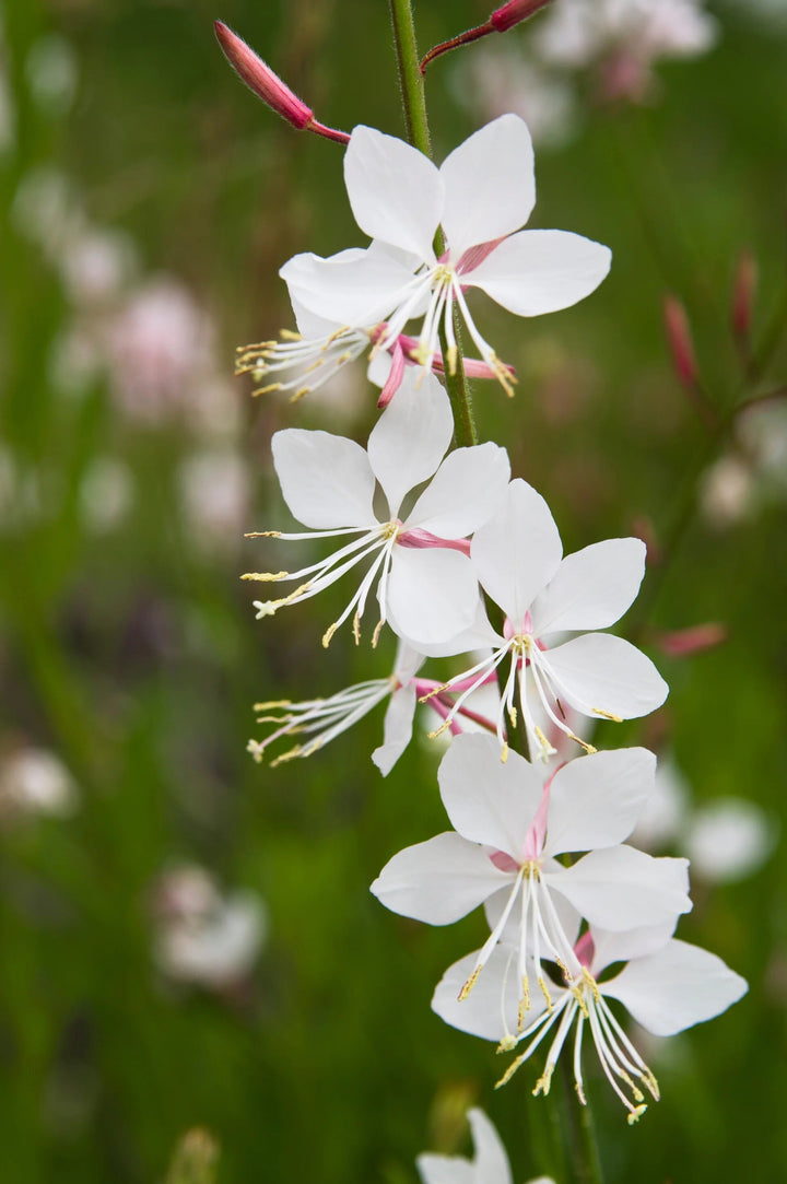 Gaura Lindheimeri Flower Seeds White Heirloom Non-GMO High Germination Organic Garden Seeds for Planting