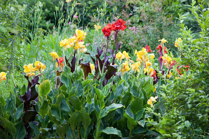 Mixed Canna Indica Flower Seeds – Heirloom, Non-GMO, High Germination Seeds