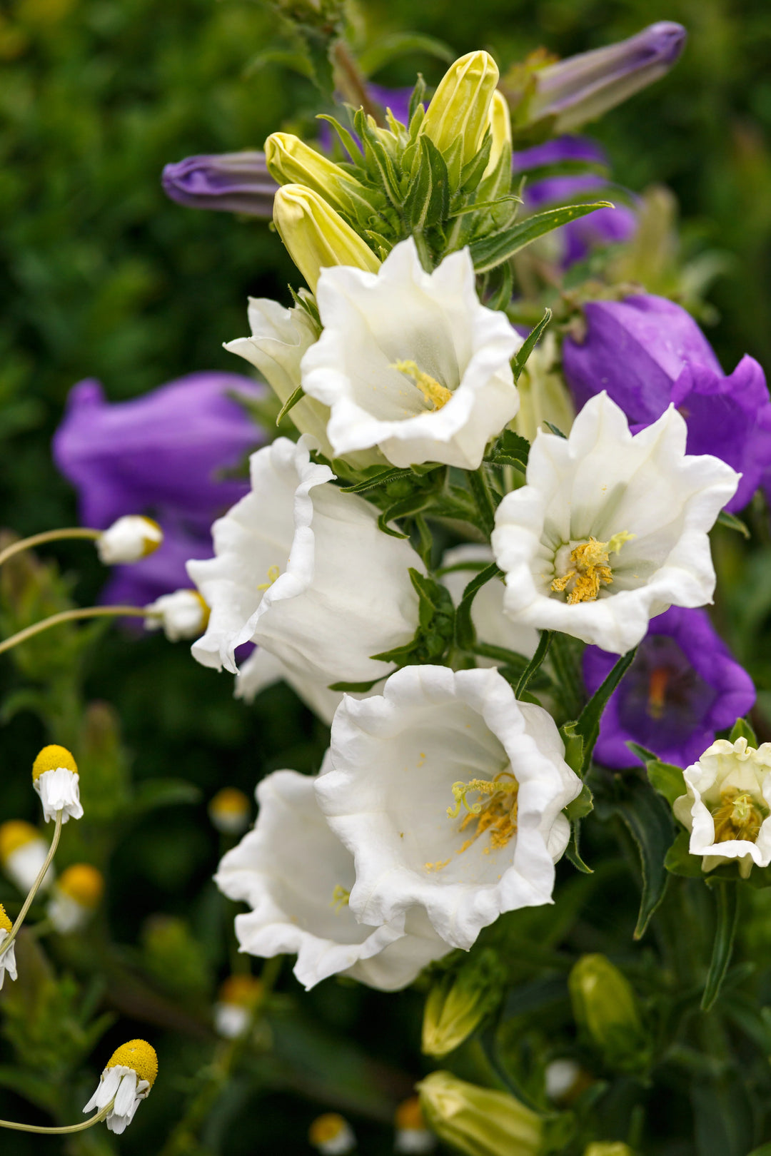 White Campanula Flower Seeds – Heirloom, Non-GMO, High Germination Seeds for Planting