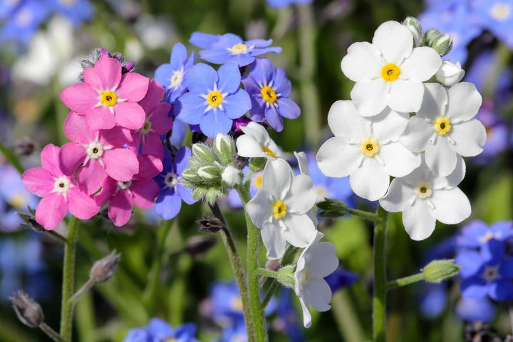 Mixed Myosotis Flower Seeds – Heirloom, Non-GMO, High Germination Seeds