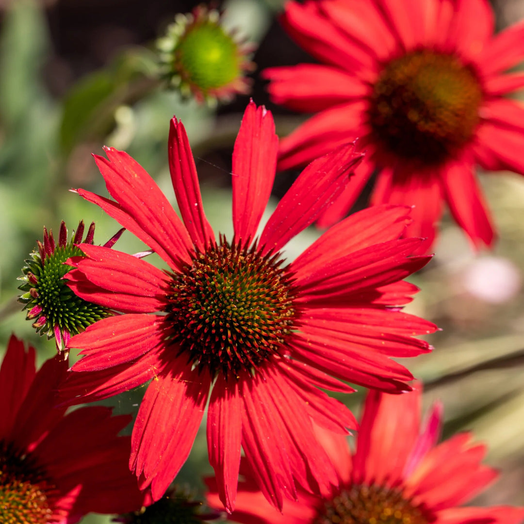 Echinacea Flower Seeds Red – Heirloom, Non-GMO, High Germination Seeds
