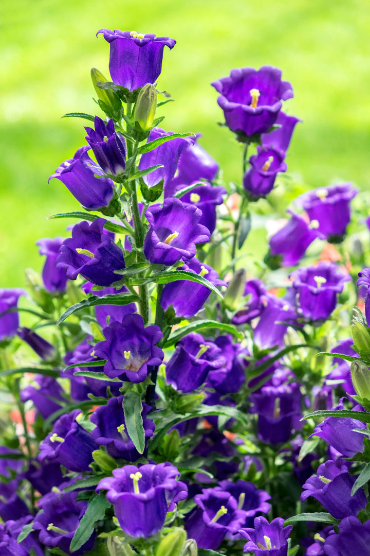 Campanula Flower Seeds Violet – Heirloom, Non-GMO, High Germination Organic Seeds