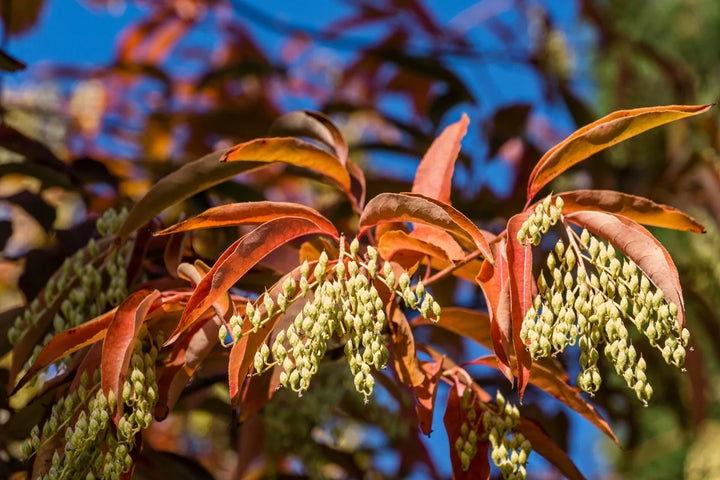 Lily of the Valley Tree Sourwood Oxydendrum arboreum heirloom non-GMO flower seeds for planting in home garden