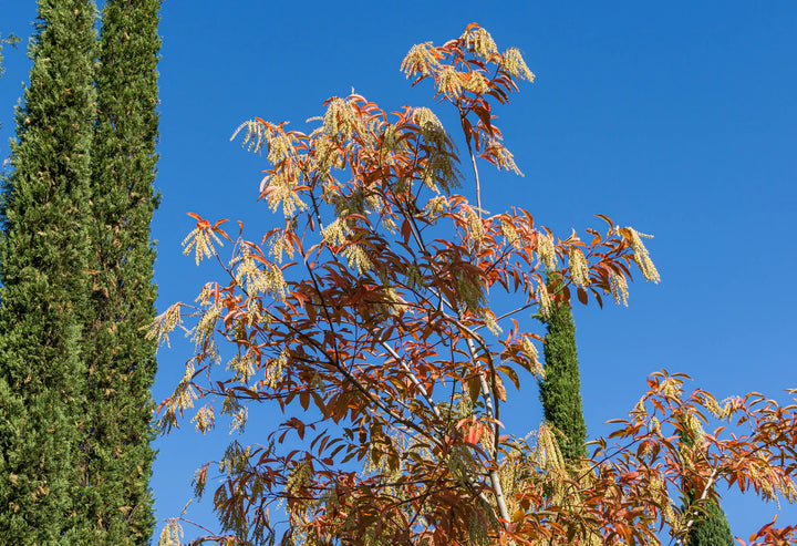 Lirio de los valles, sourwood, oxydendrum arboreum, árbol de miel, bonsái, reliquia, sin OMG, alto