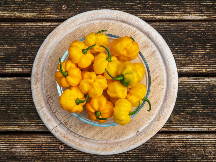 Yellow Scotch Bonnet Pepper Seeds – Heirloom, Non-GMO, High Germination Seeds