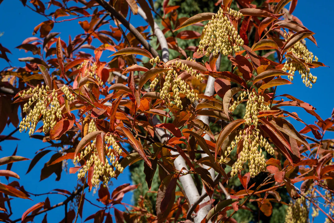 Lirio de los valles, sourwood, oxydendrum arboreum, árbol de miel, bonsái, reliquia, sin OMG, alto