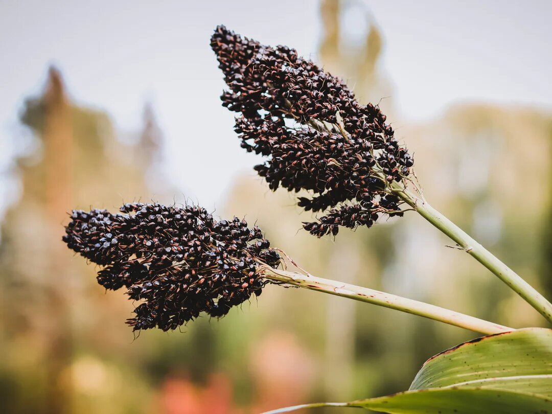 Black Amber Sorghum Seeds for Planting – Heirloom, Non-GMO, High Germination Seeds
