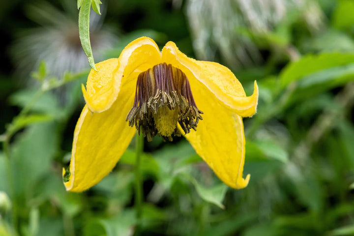 Clematies Flower Seeds Yellow for Planting – Heirloom Non-GMO High Germination