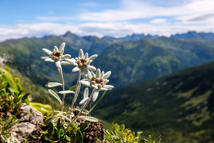 Semillas de flor de Edelweiss blanca – Semillas de herencia no transgénicas de alta germinación