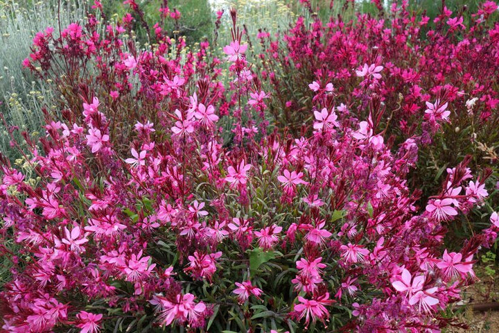 Gaura Flower Seeds Pink – Heirloom, Non-GMO, High Germination Seeds for Planting