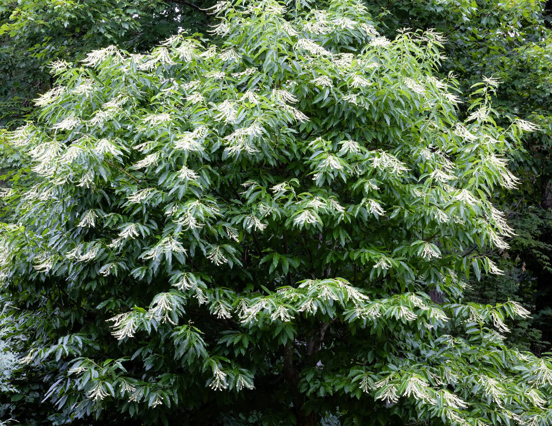 Lirio de los valles, sourwood, oxydendrum arboreum, árbol de miel, bonsái, reliquia, sin OMG, alto
