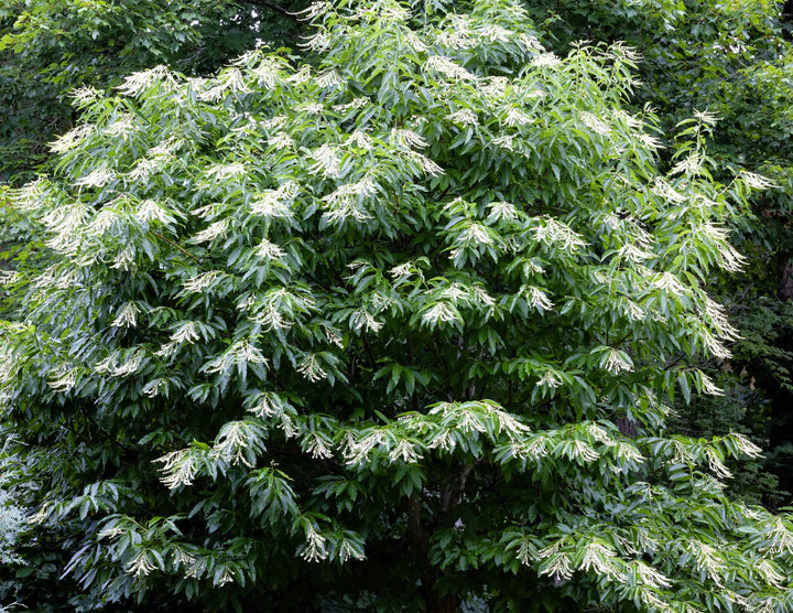 Lirio de los valles, sourwood, oxydendrum arboreum, árbol de miel, bonsái, reliquia, sin OMG, alto