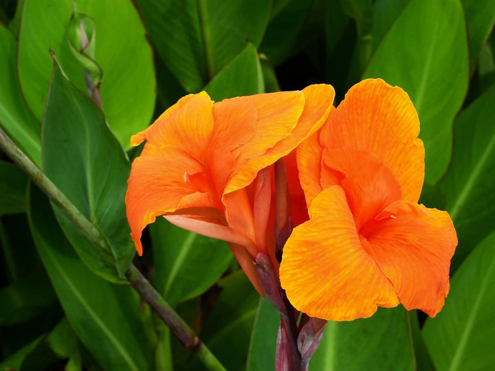 Giant Canna Flower Seeds Orange – Heirloom, Non-GMO, High Germination Seeds