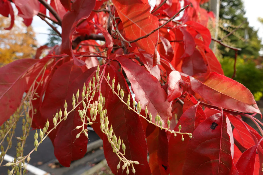 Lirio de los valles, sourwood, oxydendrum arboreum, árbol de miel, bonsái, reliquia, sin OMG, alto