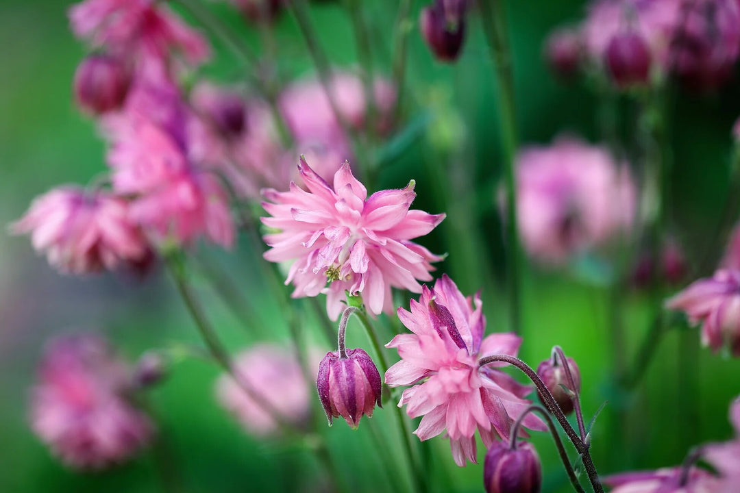 Semillas de Aquilegia Doble Rosa para Sembrar – Herencia No Modificadas Genéticamente Alta Germinación
