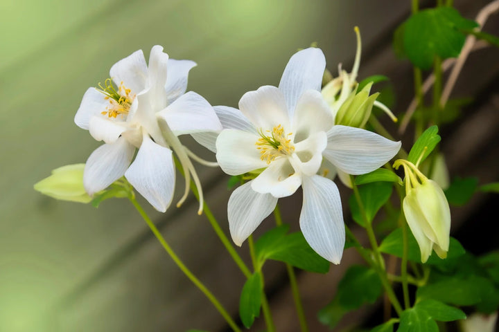 Aquilegia Flower Seeds White for Planting – Heirloom Non-GMO High Germination Organic Seeds