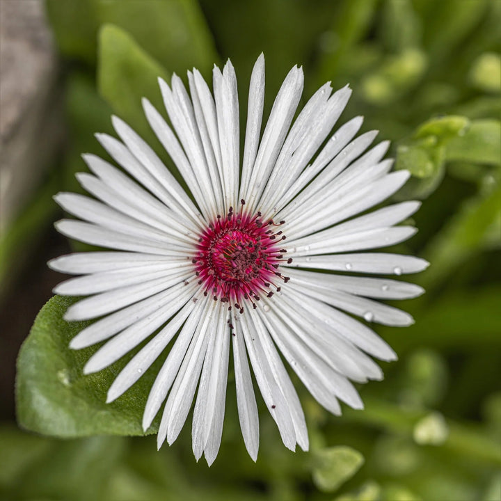 Semillas de flores de Mesembryanthemum blancas – Tradicionales, sin OMG, alta germinación