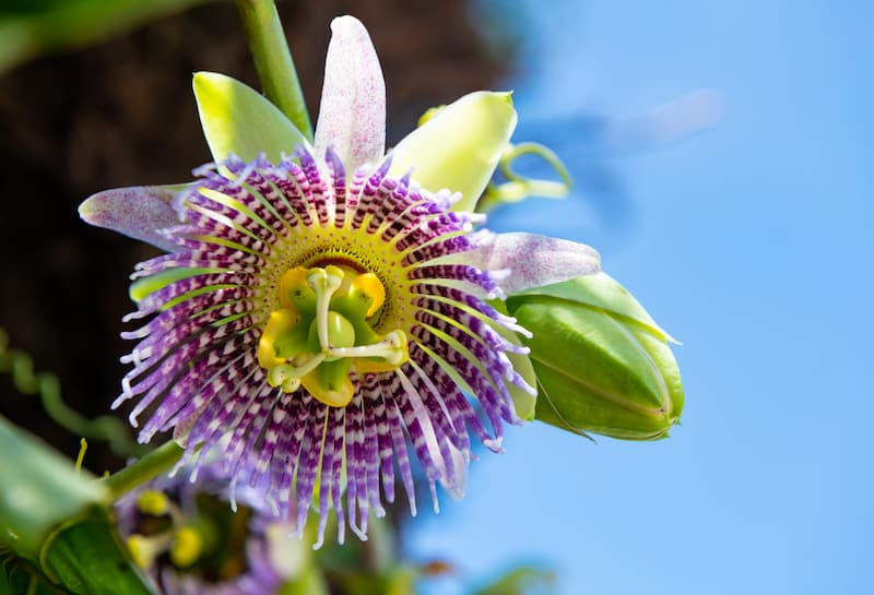 Granadilla Flower Seeds – Heirloom, Non-GMO, High Germination Seeds