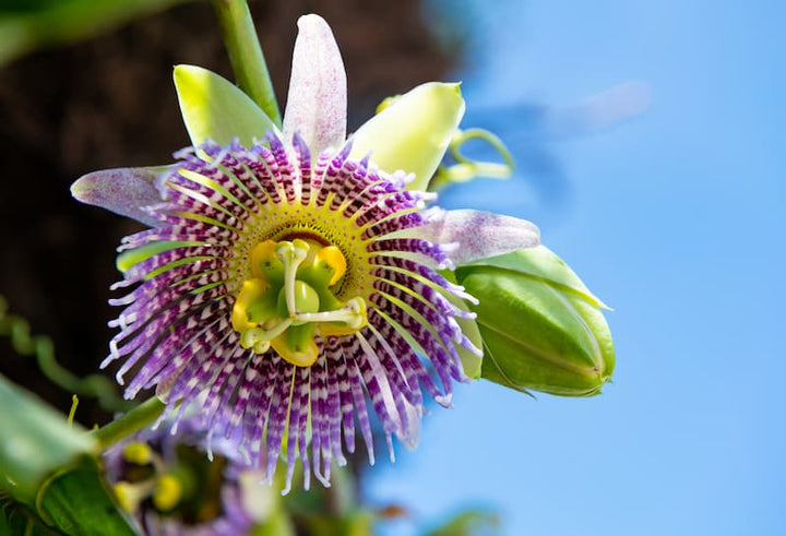 Granadilla Flower Seeds – Heirloom, Non-GMO, High Germination Seeds