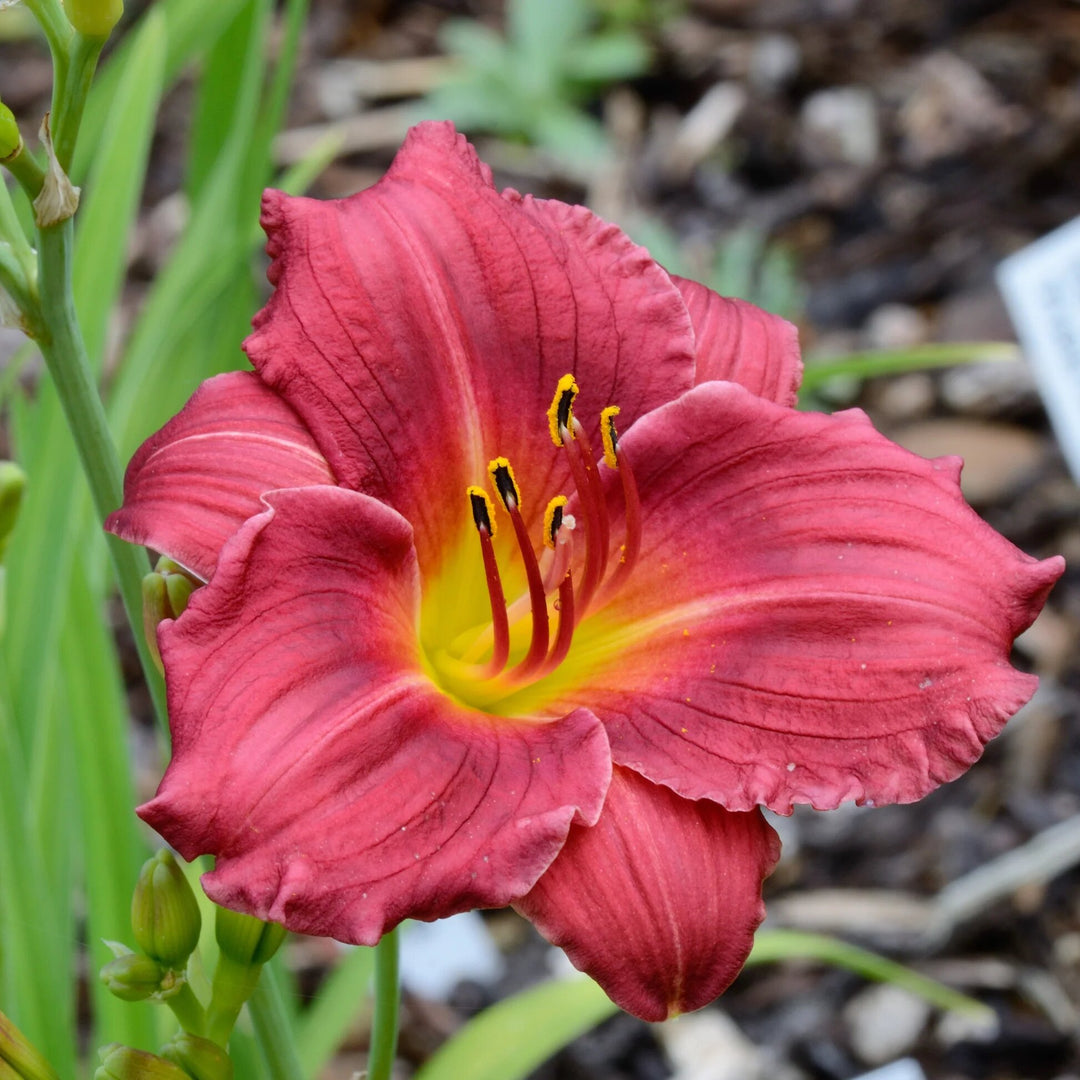 Hemerocallis Flower Seeds Red – Heirloom, Non-GMO, High Germination Seeds
