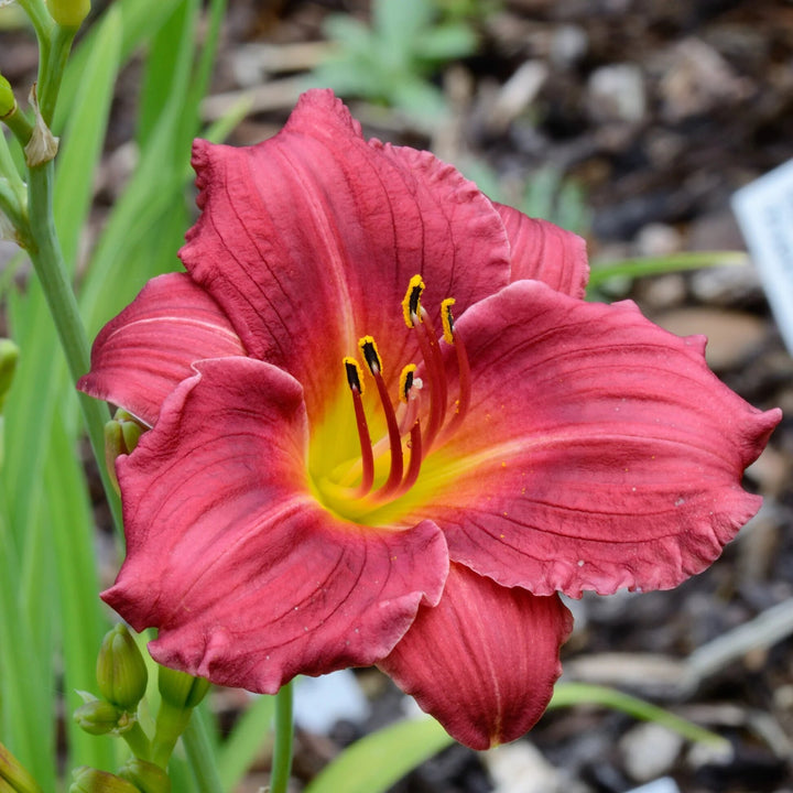 Hemerocallis Flower Seeds Red – Heirloom, Non-GMO, High Germination Seeds