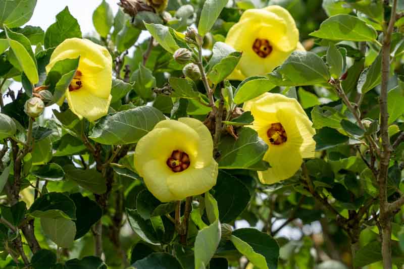 Giant Hibiscus Flower Seeds Yellow – Heirloom, Non-GMO, High Germination Seeds
