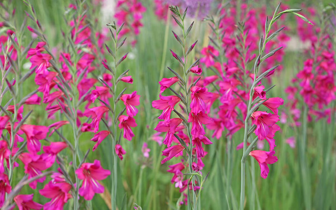 Semillas de flores de gladiolo rosado – Herencia, no transgénicas, semillas de jardín orgánicas de alta germinación para plantar