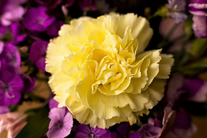 Giant Carnation Flower Seeds Yellow – Heirloom, Non-GMO, High Germination Seeds